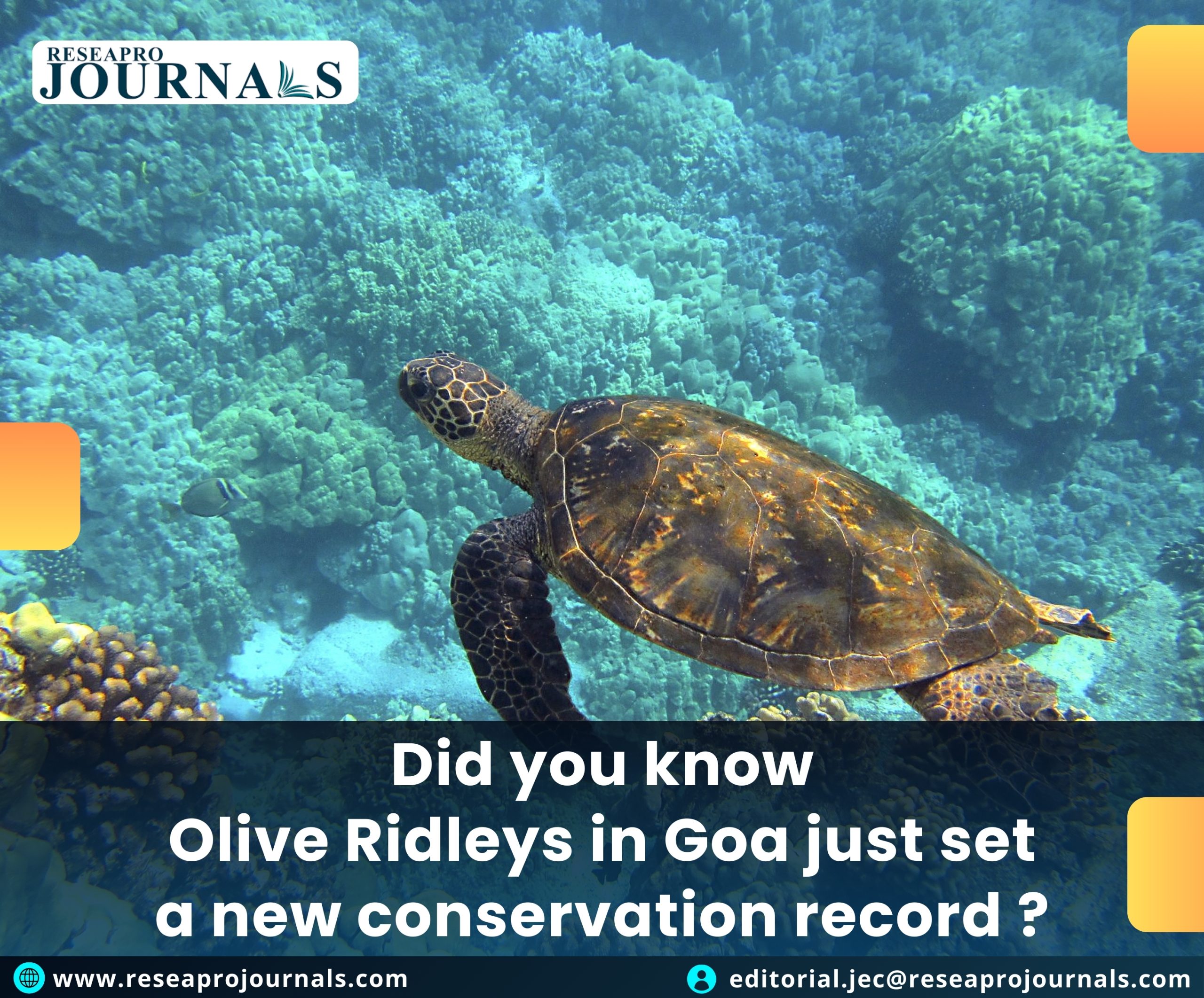Record Olive Ridley turtle nesting season in Goa: 10,000 eggs laid.
